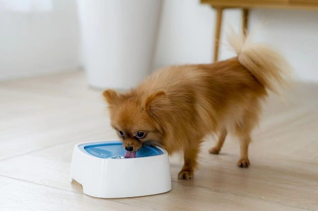 Anti Splash Pet Floating Feeding Bowl - Modiniva LLC